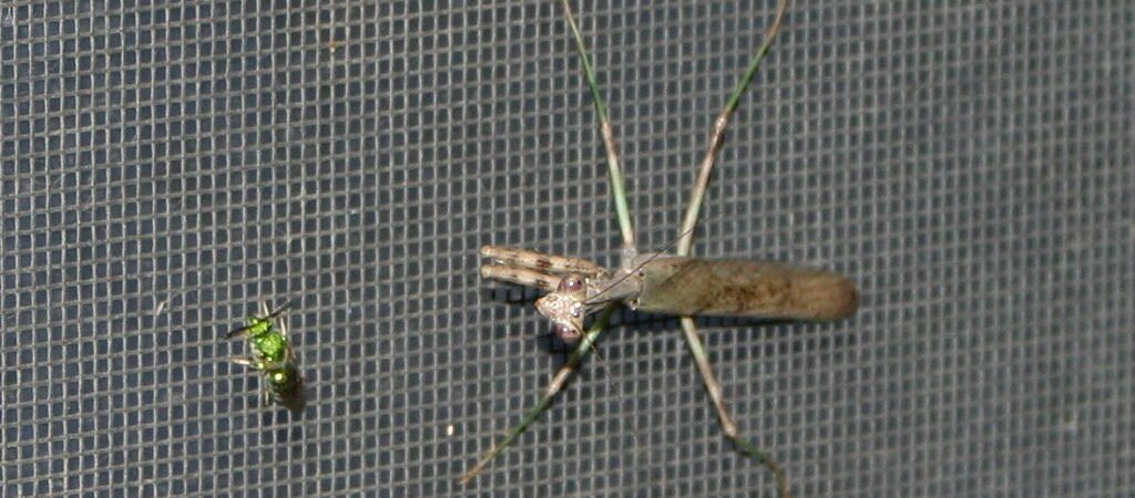 Tela Mosquiteira: Vale a Pena Instalar? Tipos e Preços
